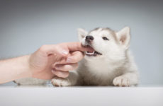 Husky Puppy Biting Playing Human Hand